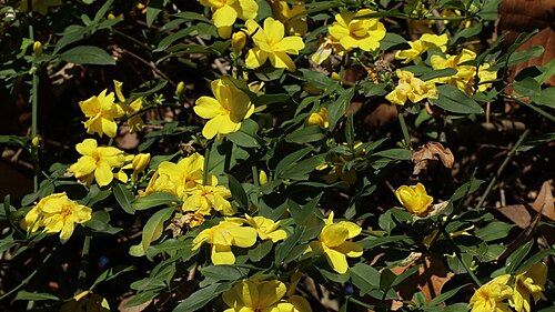 Winter jasmine: Blühende Pflanzen und Perspektiven vom Parque Juárez in Xalapa