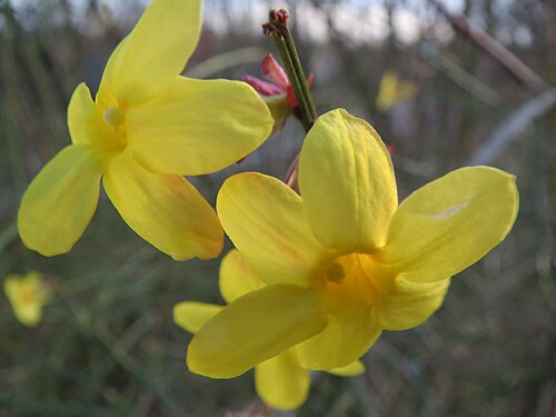 Winter jasmine: Blühende Forsythie ( Forsythia × intermedia ) Jasminum nudiflorum im Hockenheimer Rheinbogen