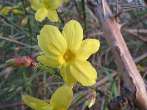 Winter jasmine: Blühende Forsythie ( Forsythia × intermedia ) Jasminum nudiflorum im Hockenheimer Rheinbogen