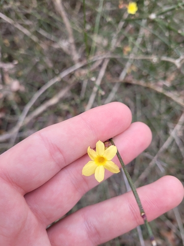 Winter jasmine (Jasminum nudiflorum)