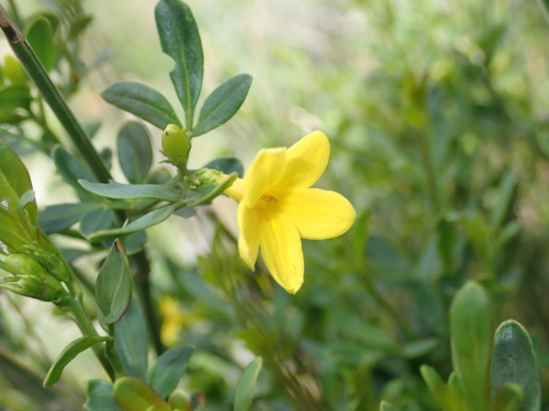 Winter jasmine (Jasminum nudiflorum)