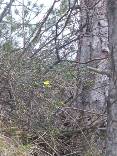 Winter jasmine (Jasminum nudiflorum)