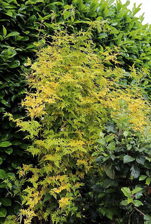 Common jasmine: Jasminum officinale Fiona Sunrise (Golden Poet's Jasmine) against a laurel hedge in the Nuthurst civil parish of West Sussex , England. Camera : Canon EOS 6D wi