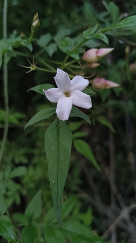Common jasmine (Jasminum officinale)