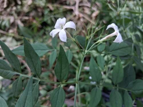 Common jasmine (Jasminum officinale)