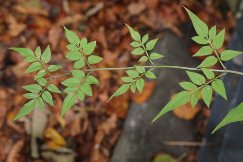 Common jasmine (Jasminum officinale)