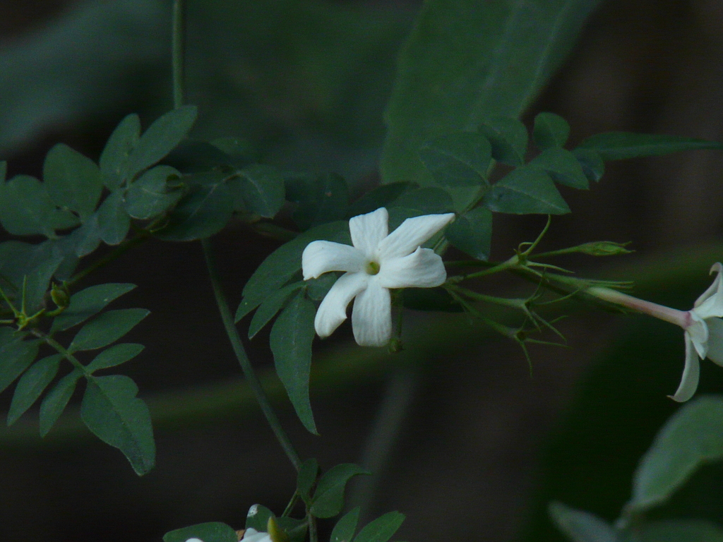 Common jasmine (Jasminum officinale)