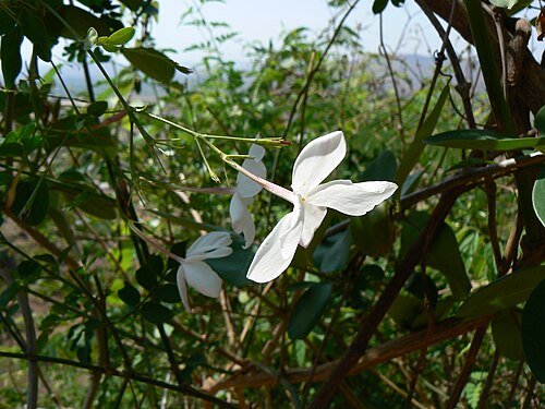 Common jasmine: Jasminum officinale