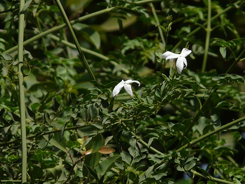 Common jasmine: Jasminum officinale