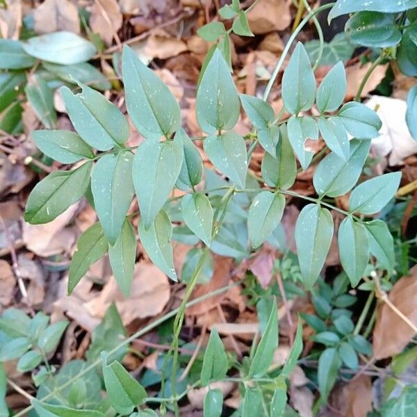 Common jasmine (Jasminum officinale)