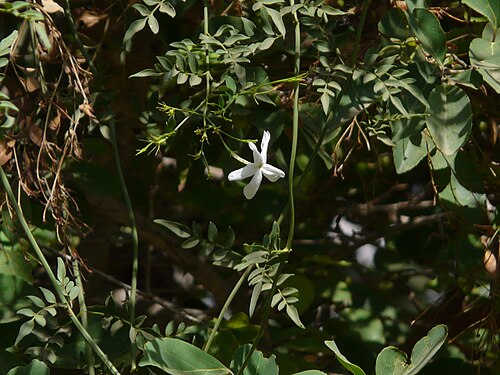 Common jasmine: Jasminum officinale