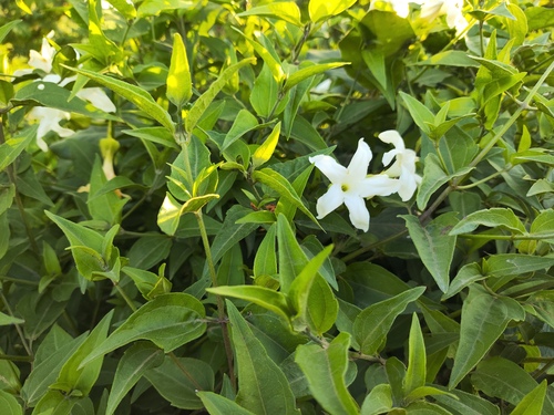 Common jasmine (Jasminum officinale)