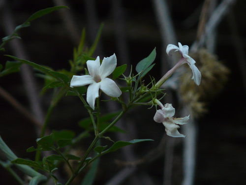 Common jasmine (Jasminum officinale)