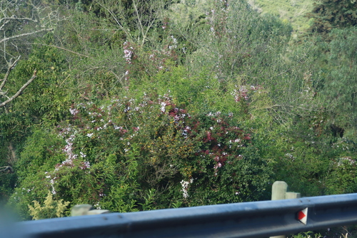 Pink jasmine (Jasminum polyanthum)
