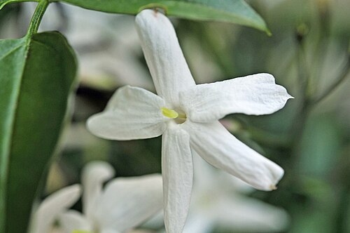 Pink jasmine: Jasminium polyanthum