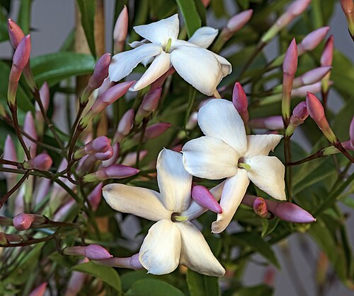 Pink jasmine: Jasminum polyanthum - flowers and buds