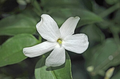 Pink jasmine: Jasminium polyanthum