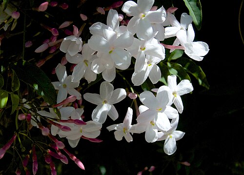 Pink jasmine: w/ Nikon 1 V1 +11-27.5mm