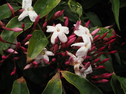 Pink jasmine (Jasminum polyanthum)
