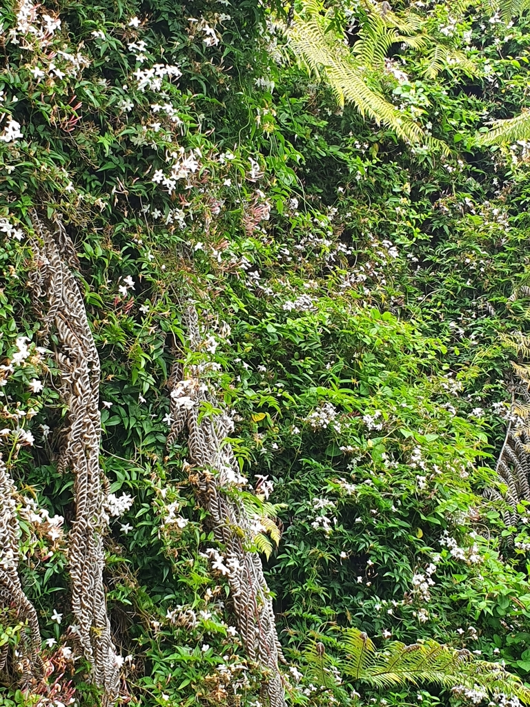 Pink jasmine (Jasminum polyanthum)