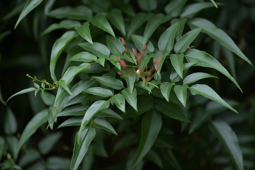 Pink jasmine (Jasminum polyanthum)