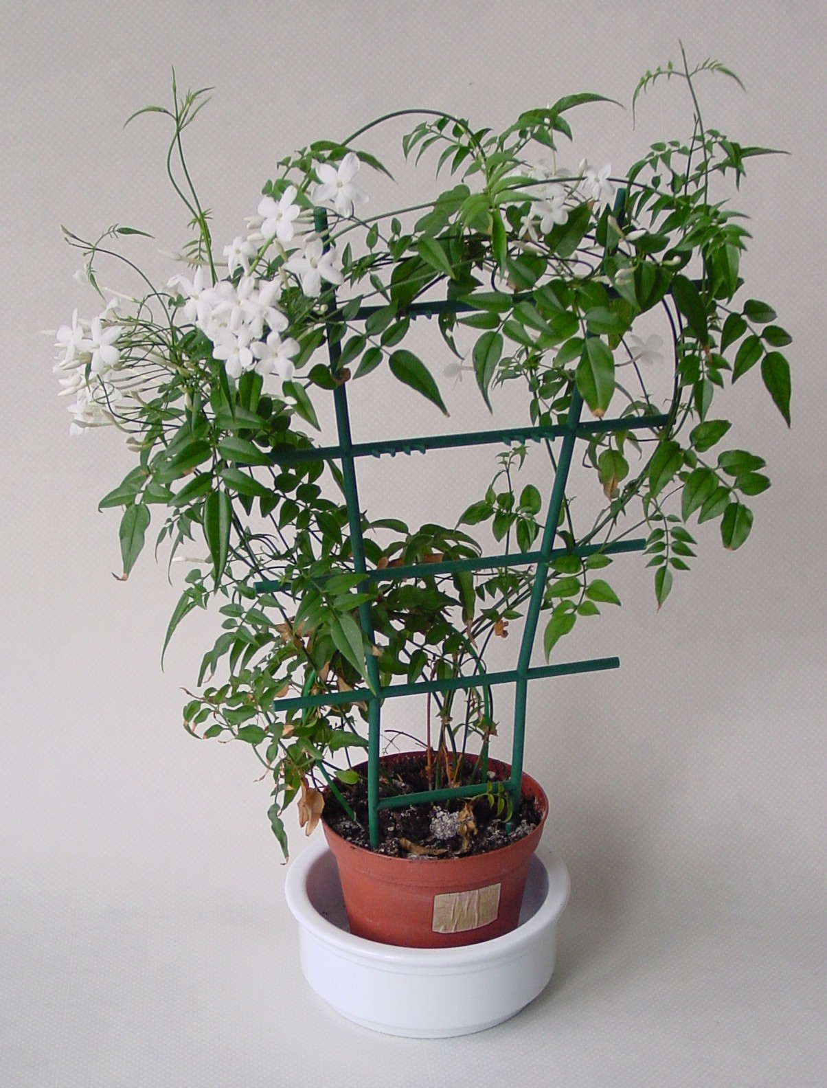 Pink jasmine: many-flowered jasmine
