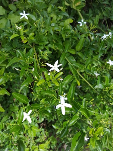 Pink jasmine (Jasminum polyanthum)