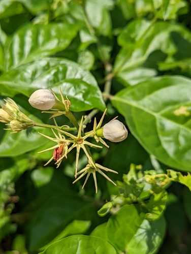 Arabian jasmine (Jasminum sambac)