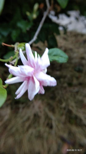 Arabian jasmine (Jasminum sambac)