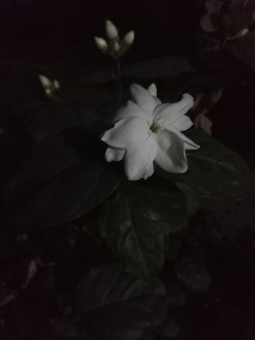 Arabian jasmine: Amazing White Belly flower Framed at night.