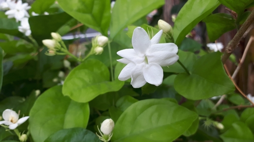 Arabian jasmine (Jasminum sambac)