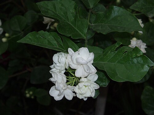 Arabian jasmine: Arabian jasmin 'Arabian Nights'