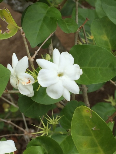 Arabian jasmine (Jasminum sambac)