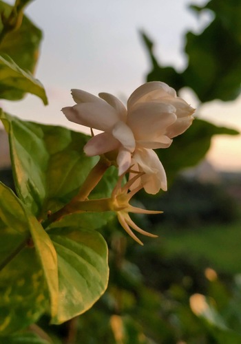 Arabian jasmine (Jasminum sambac)