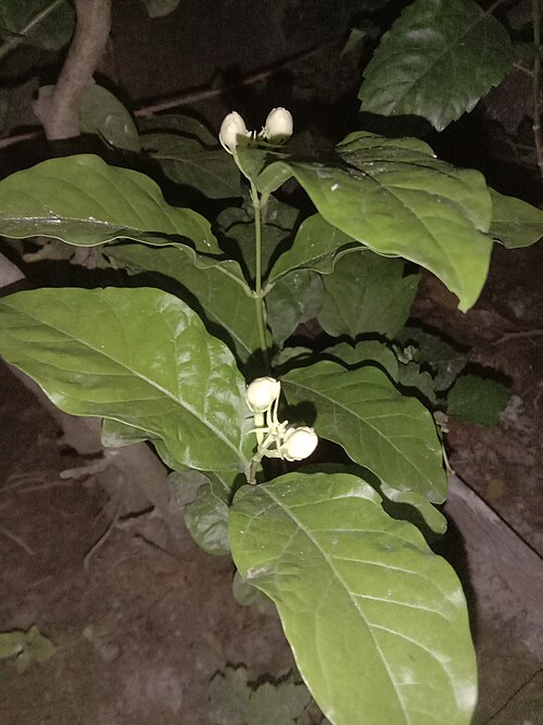 Arabian jasmine: Arabian jasmine (Jasminum sambac) buds captured at night. Photo taken in May 2022.
