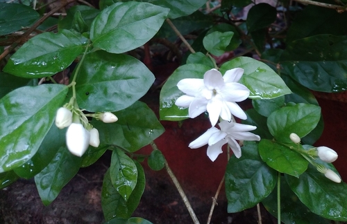 Arabian jasmine (Jasminum sambac)