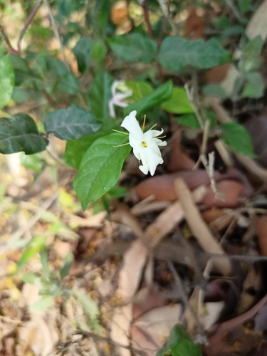 Arabian jasmine (Jasminum sambac)