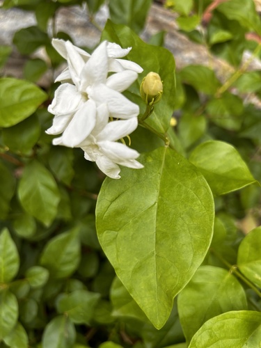 Arabian jasmine (Jasminum sambac)
