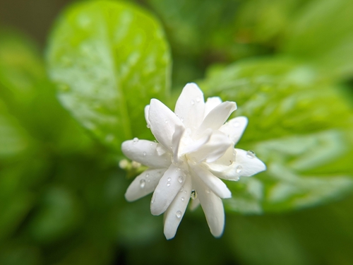Arabian jasmine (Jasminum sambac)