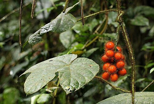 Jateorhiza macrantha: Jateorhiza macrantha (Hook.f.) Exell & Mendonça from DR Congo.