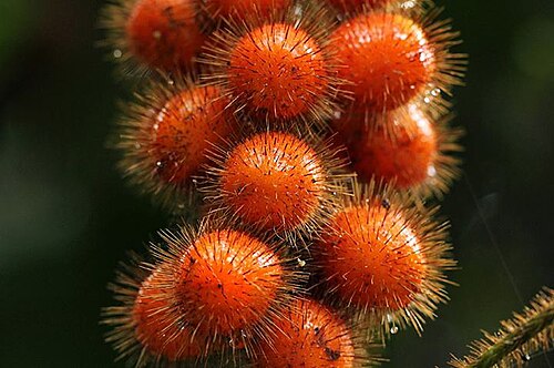 Jateorhiza macrantha: Jateorhiza macrantha (Hook.f.) Exell & Mendonça from DR Congo.