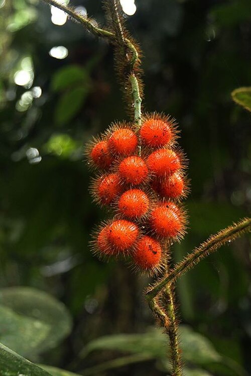 Jateorhiza macrantha: Jateorhiza macrantha (Hook.f.) Exell & Mendonça from DR Congo.