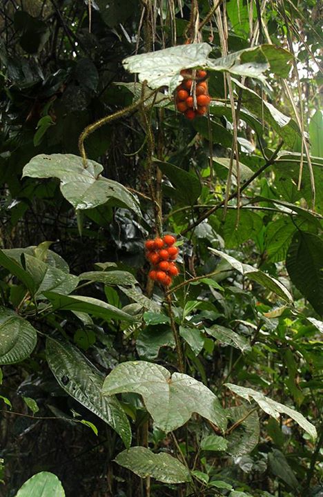 Jateorhiza macrantha: Jateorhiza macrantha (Hook.f.) Exell & Mendonça from DR Congo.