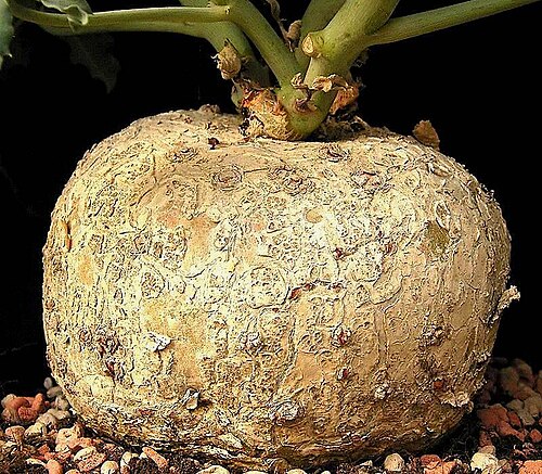 Berlandier's nettlespurge: Jatropha cathartica
