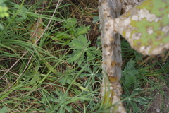 Berlandier's nettlespurge (Jatropha cathartica)