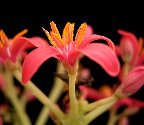 Berlandier's nettlespurge: Jatropha cathartica