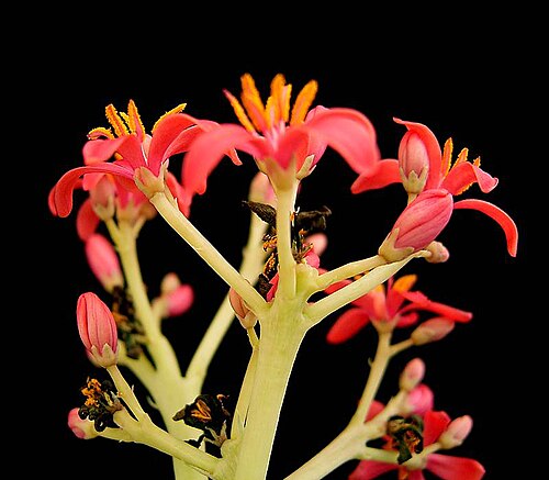 Berlandier's nettlespurge: Jatropha cathartica