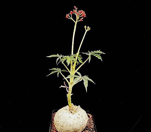 Berlandier's nettlespurge: Jatropha cathartica