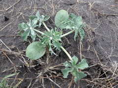 Berlandier's nettlespurge (Jatropha cathartica)