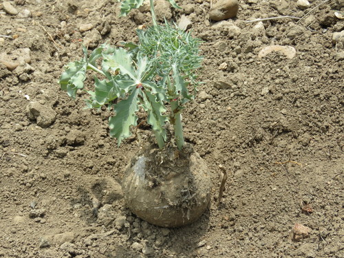 Berlandier's nettlespurge (Jatropha cathartica)